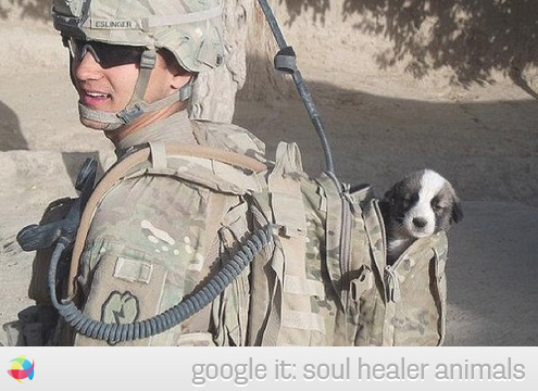 soldiers-and-dogs-animals-in-bag-love-so