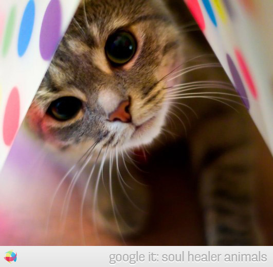 cats-picture-eye-photo-cute-under-cover-nice-look