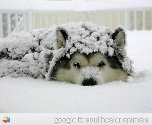 husky-under-the-snow-winter-snow-photo