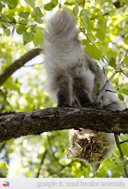 cute-cat-face-looking-from-tree